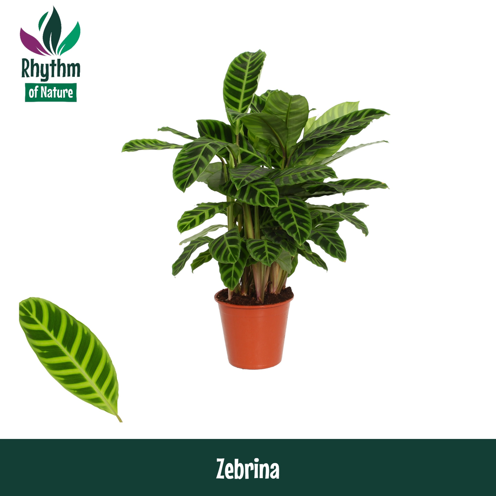 Calathea 19cm Zebrina Rhythm of Nature.