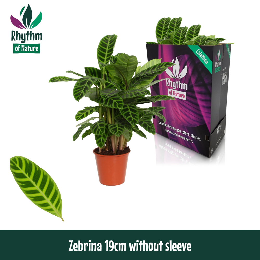 Calathea 19cm Zebrina Rhythm of Nature zonder hoes.