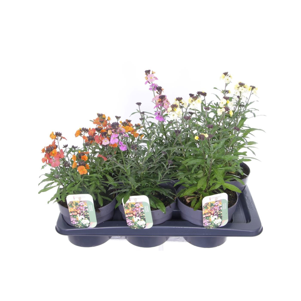 Erysimum linifolium mix.