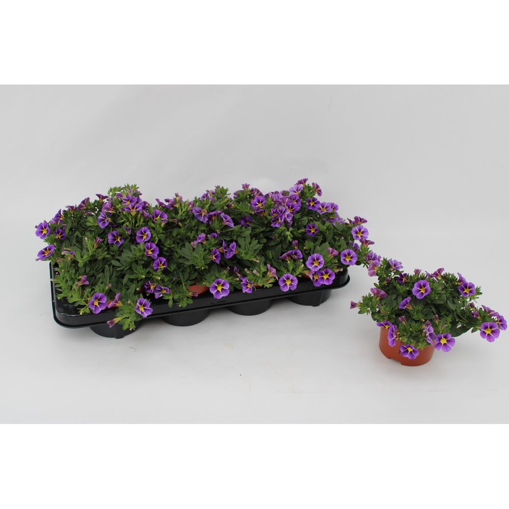 Calibrachoa Rave Blue Striped 13cm.