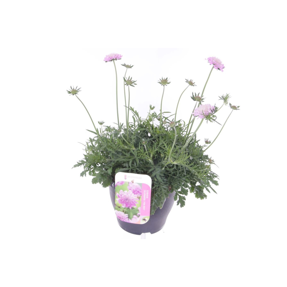 Scabiosa columbaria Pink Mist.