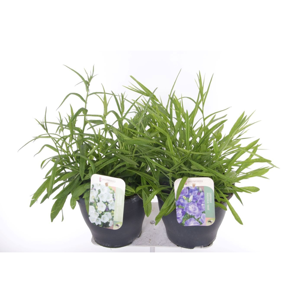 Campanula pers. Takion mix.