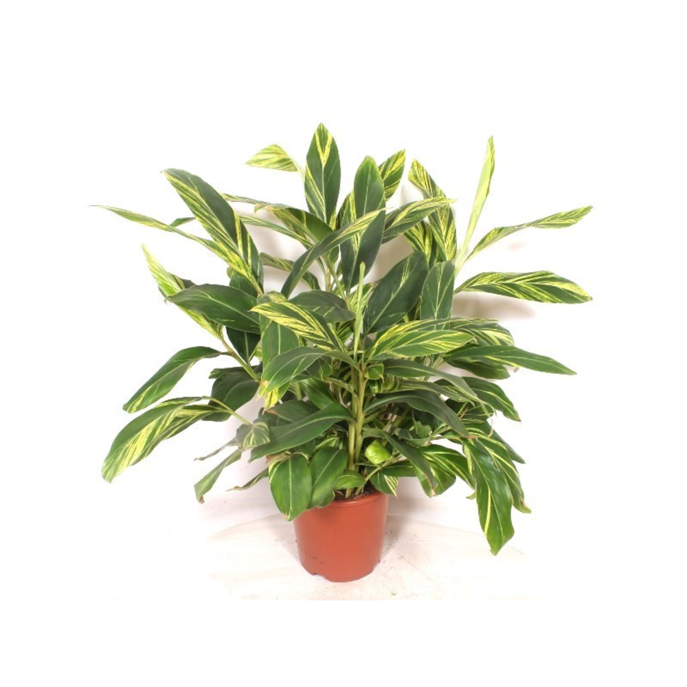 Alpinia zerumbet 'Variegata'.