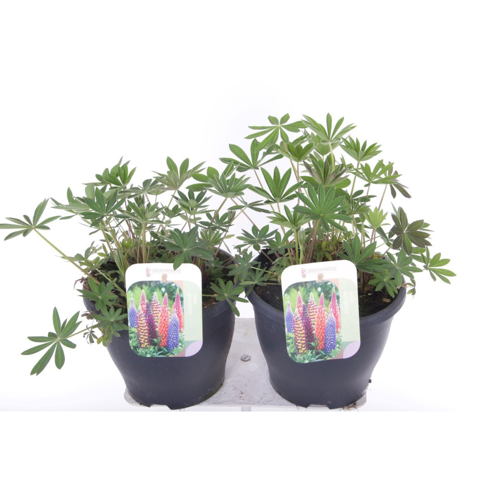 Lupinus Gallery mix.