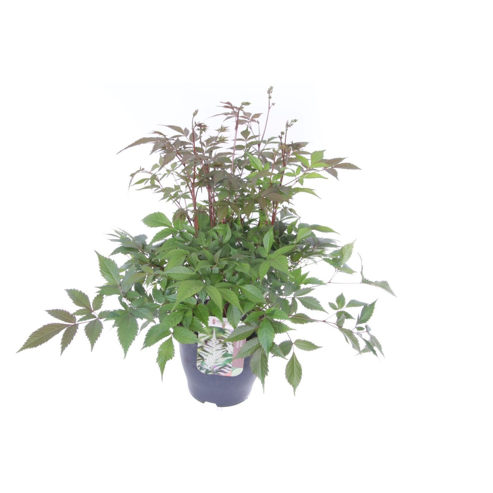 Astilbe japonica Deutschland.