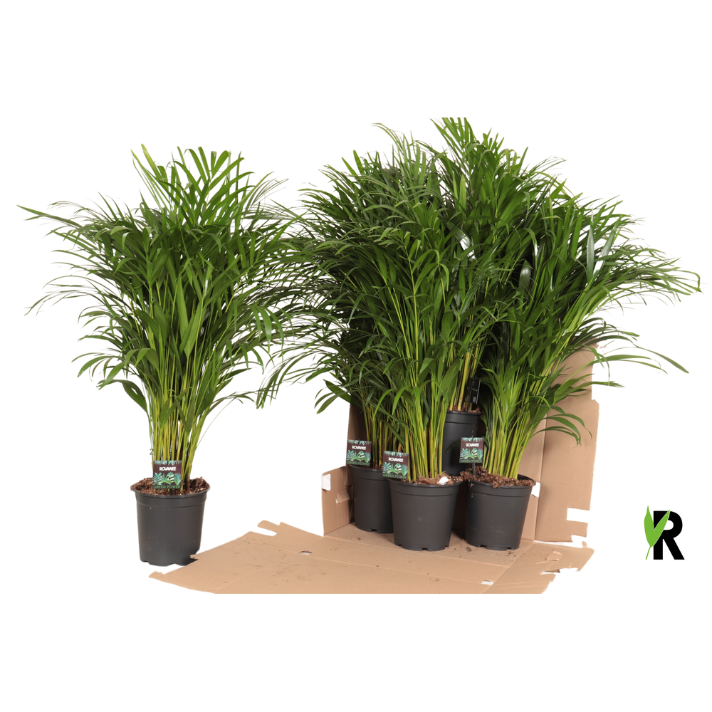 Dypsis lutescens in fust 352.