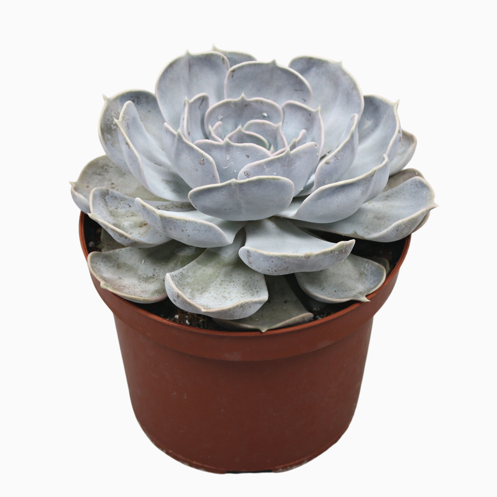 Echeveria lila china 17 cm.