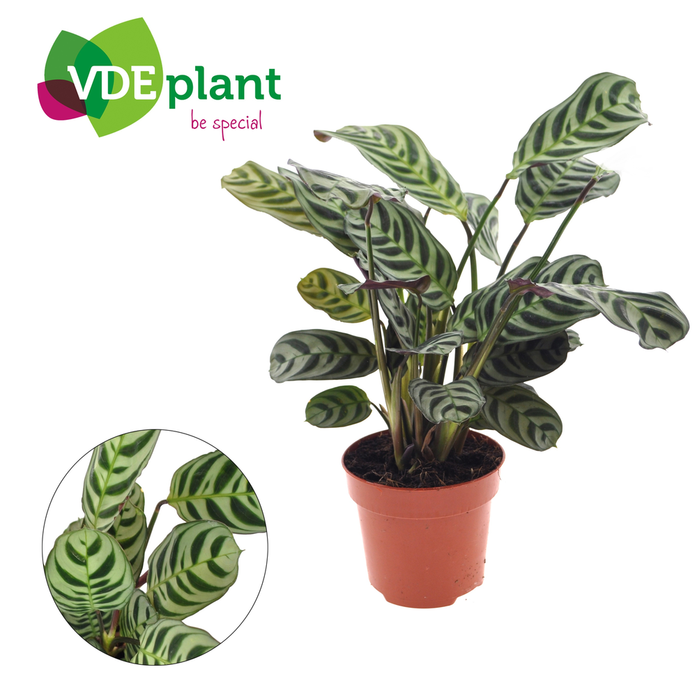 Ctenanthe Burle Marxii (zonder hoes).