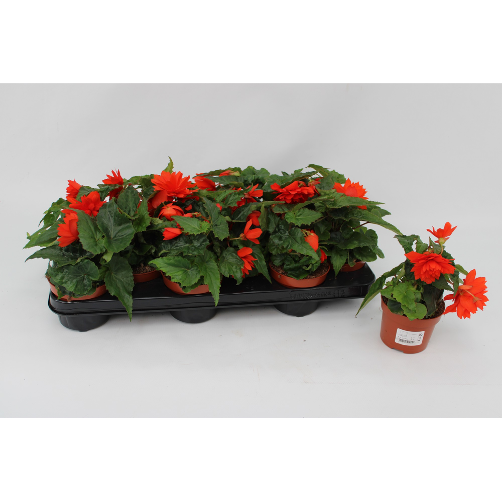 Begonia Tenella Orange.