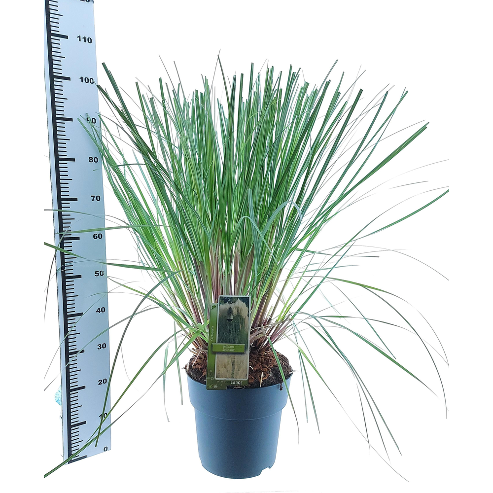 Cortaderia selloana.