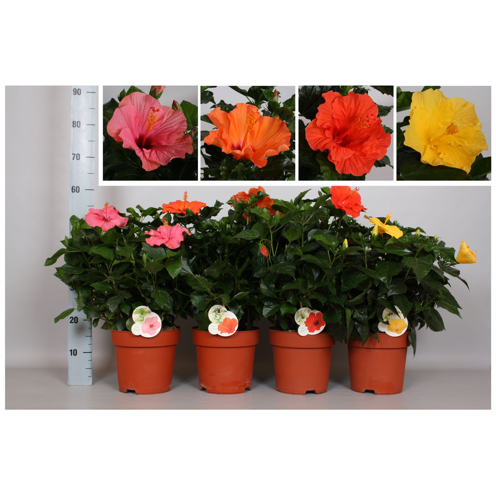 Hibiscus Fiori Grande 'Mixlaag'.