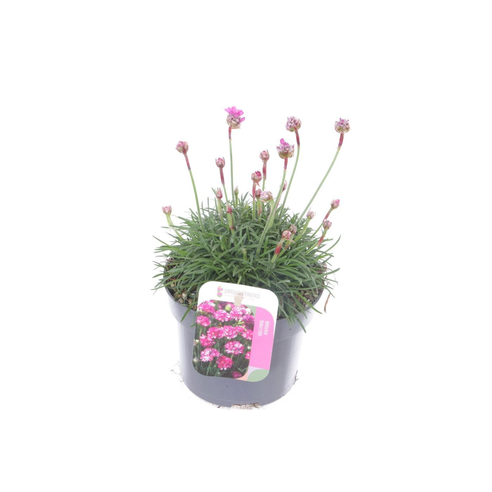 Armeria maritima Dusseldorf Pride.