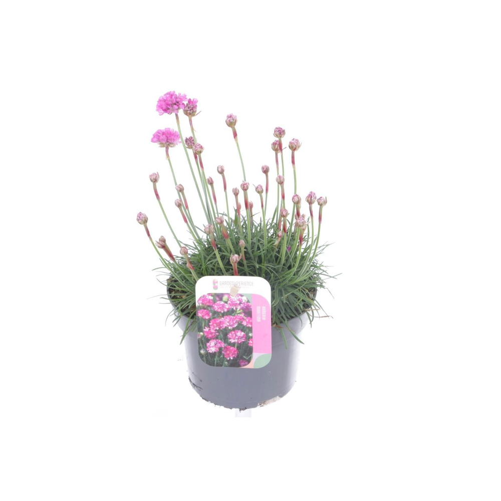 Armeria maritima Dusseldorf Pride.