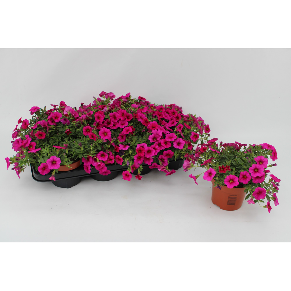 Calibrachoa Pink 13cm.