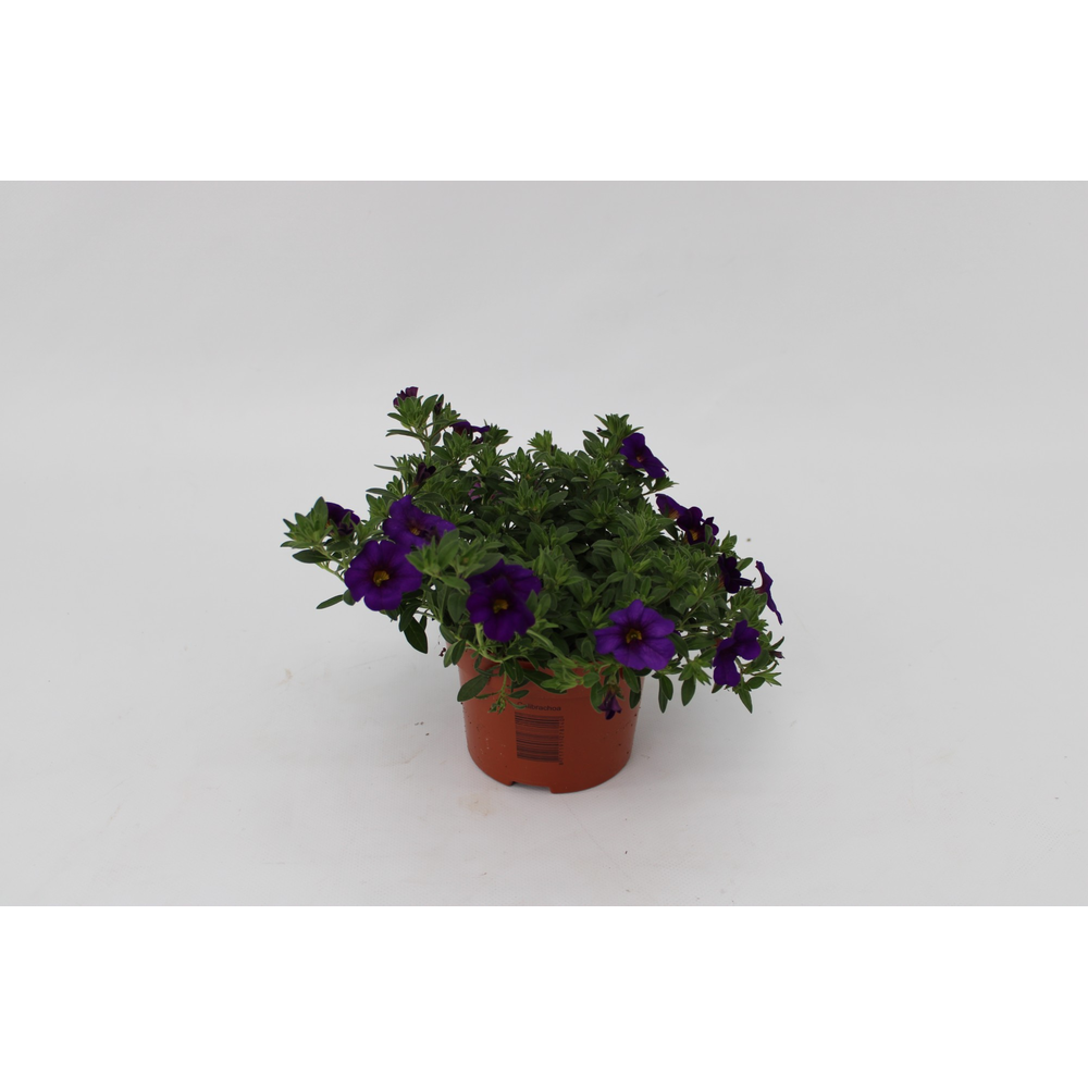Calibrachoa Dark Blue 13cm.