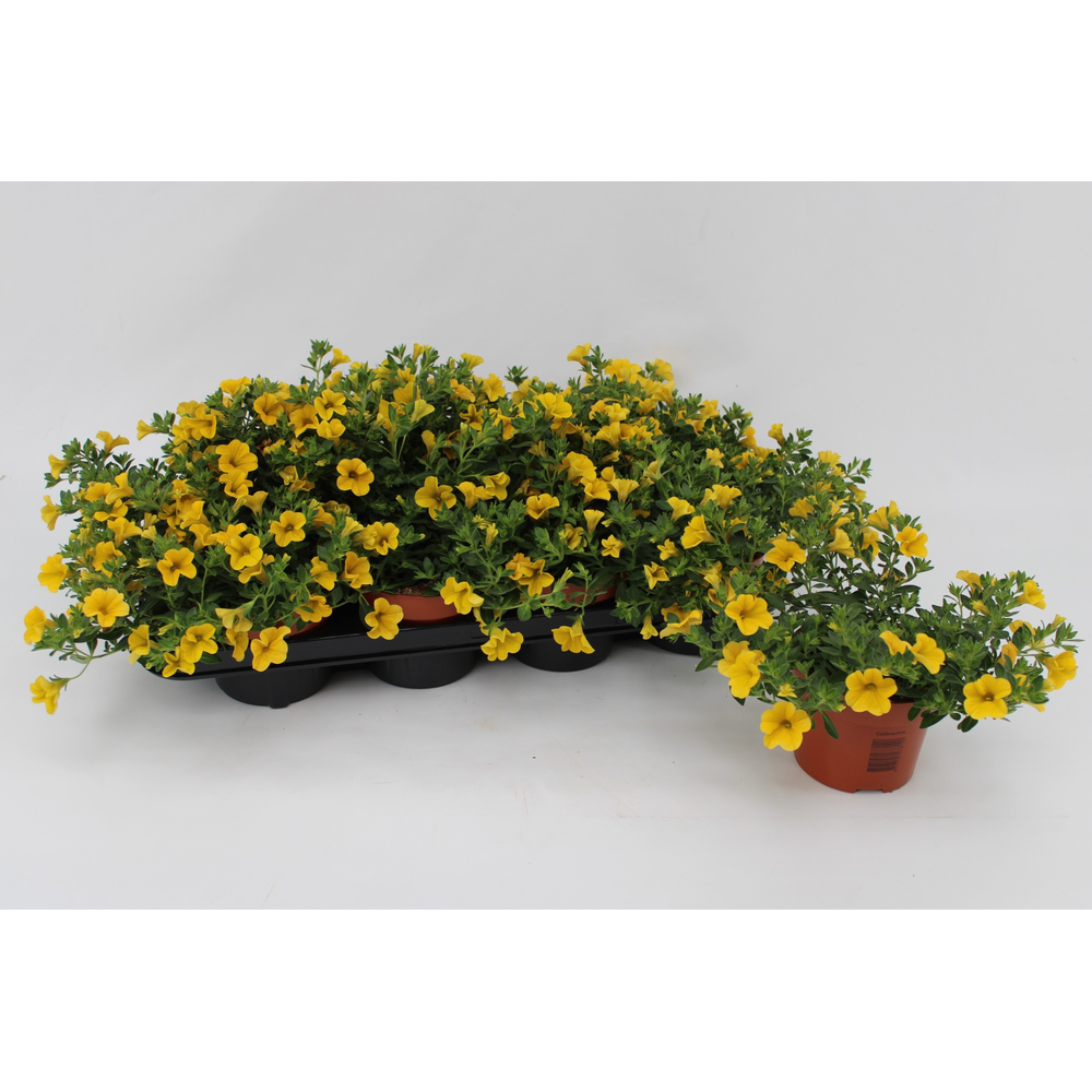 Calibrachoa Yellow 13cm.
