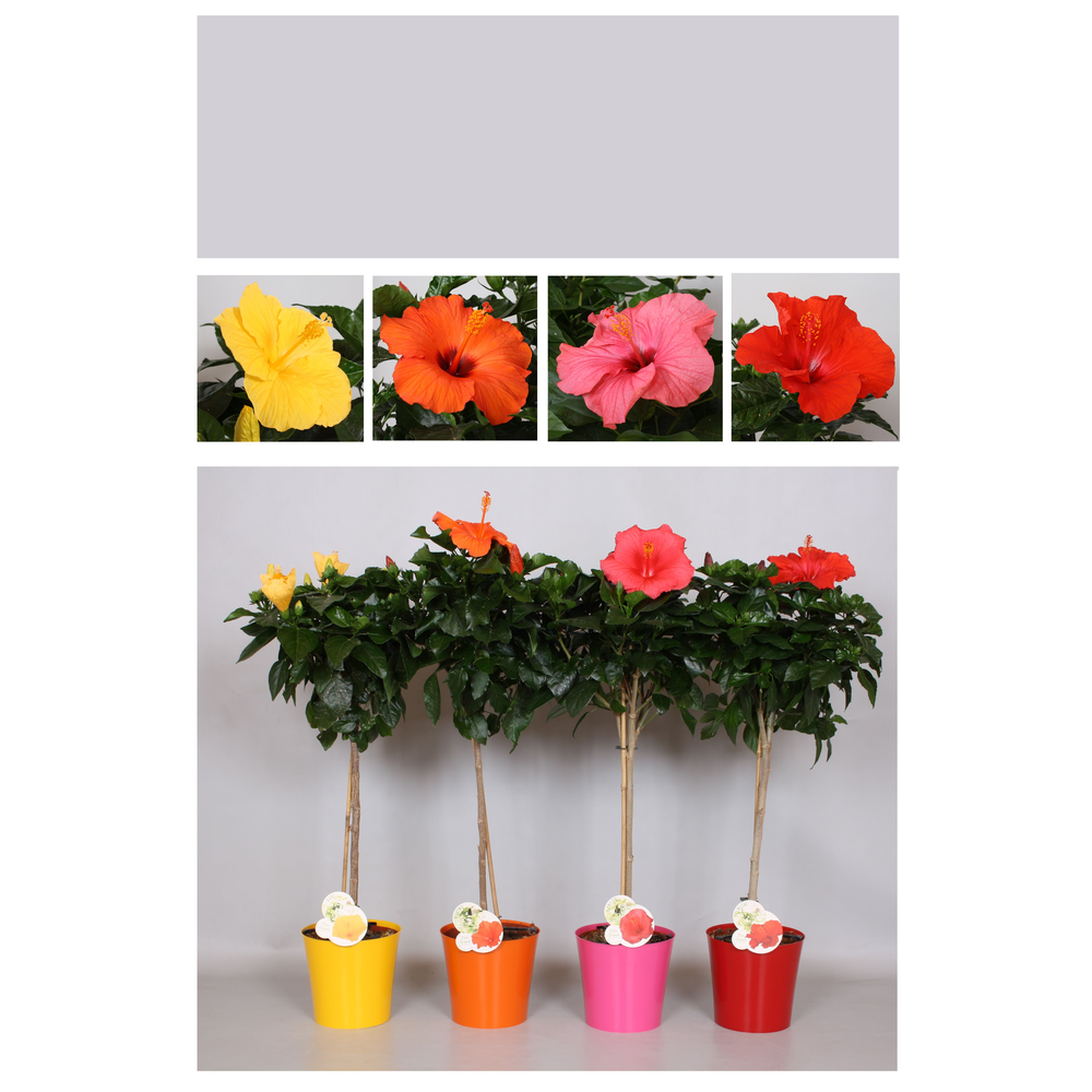 Hibiscus Fiori Grande 'Ton sur Ton Gemengd' stam.