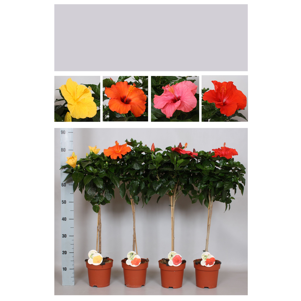 Hibiscus Fiori Grande 'Gemengd' stam.