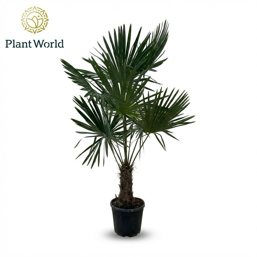 Trachycarpus fortuneii (Eagle Palm) P38 190- 200cm