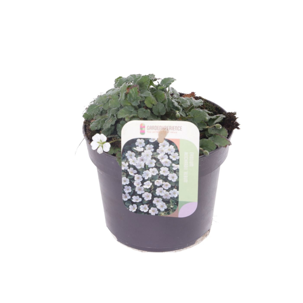 Erodium reichardii Album.