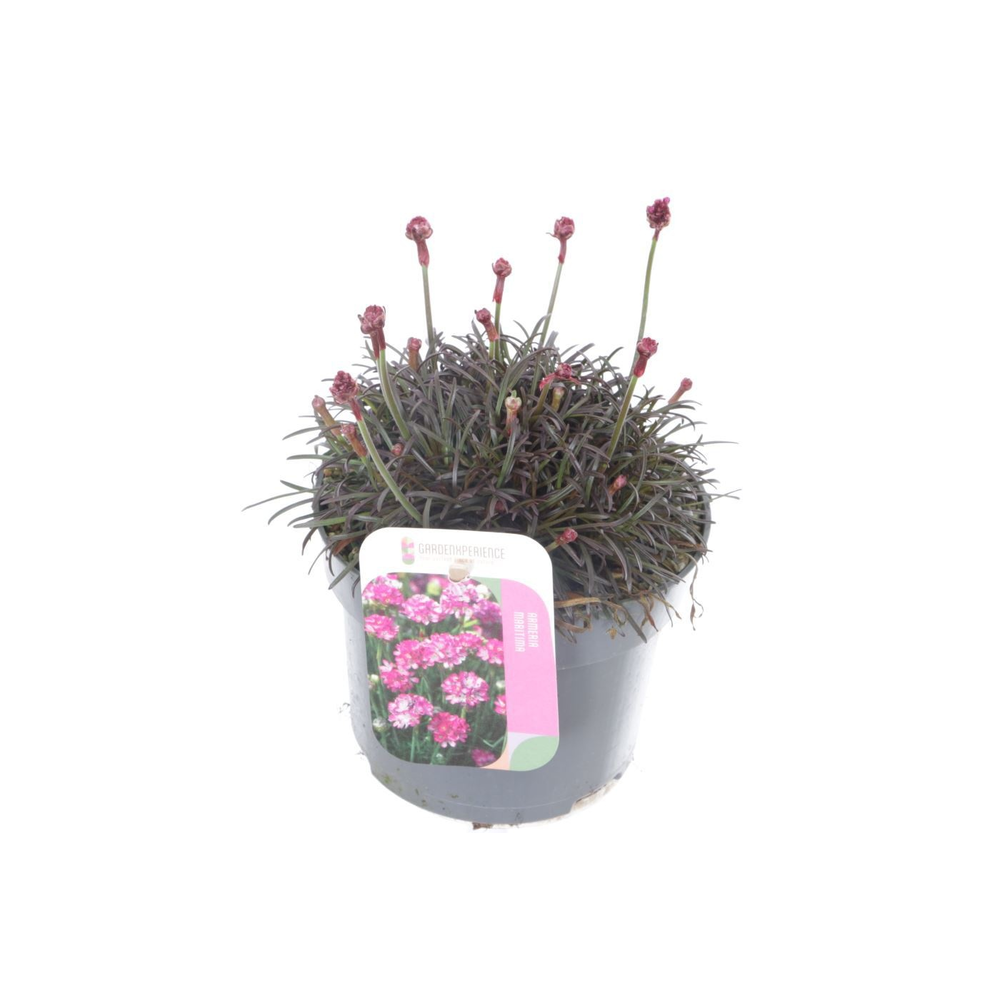 Armeria maritima Vesuvius.