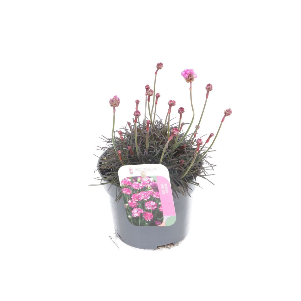 Armeria maritima Vesuvius.