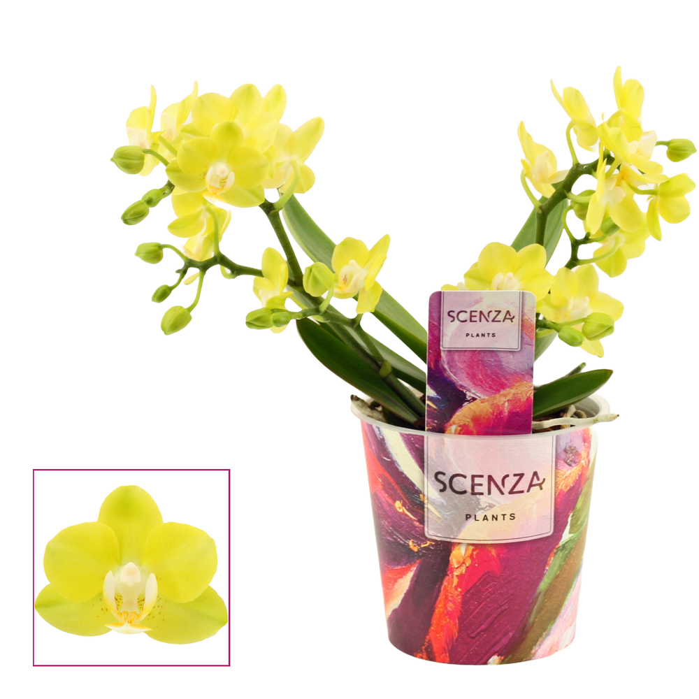 Phalaenopsis Table Lemon 2-3 tak (Scenza).