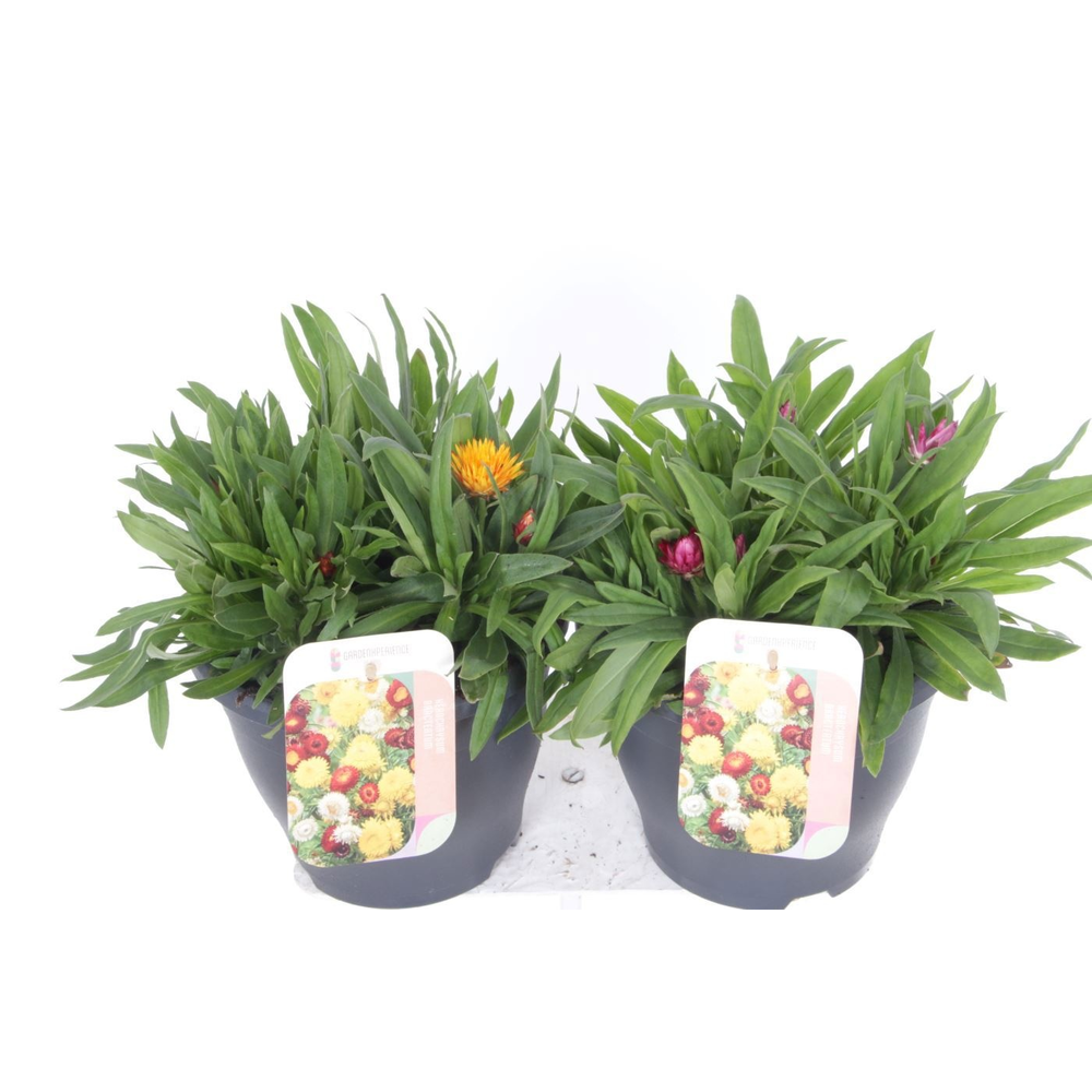 Xerochrysum bracteatum mix.