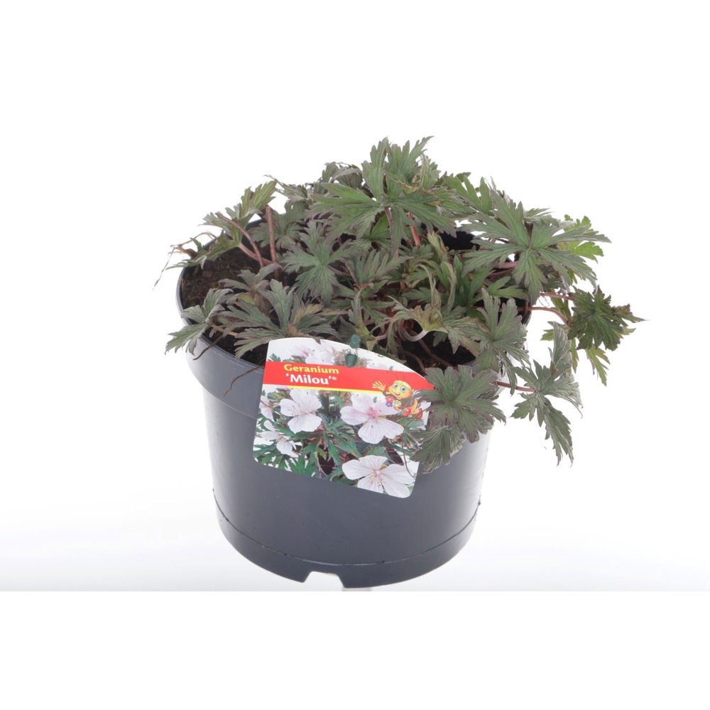 Geranium Milou.