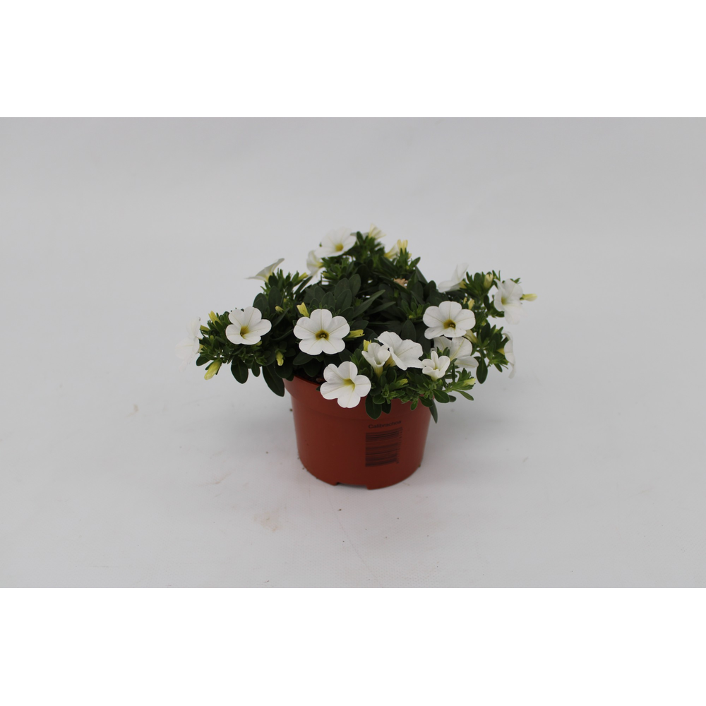 Calibrachoa White 13cm.