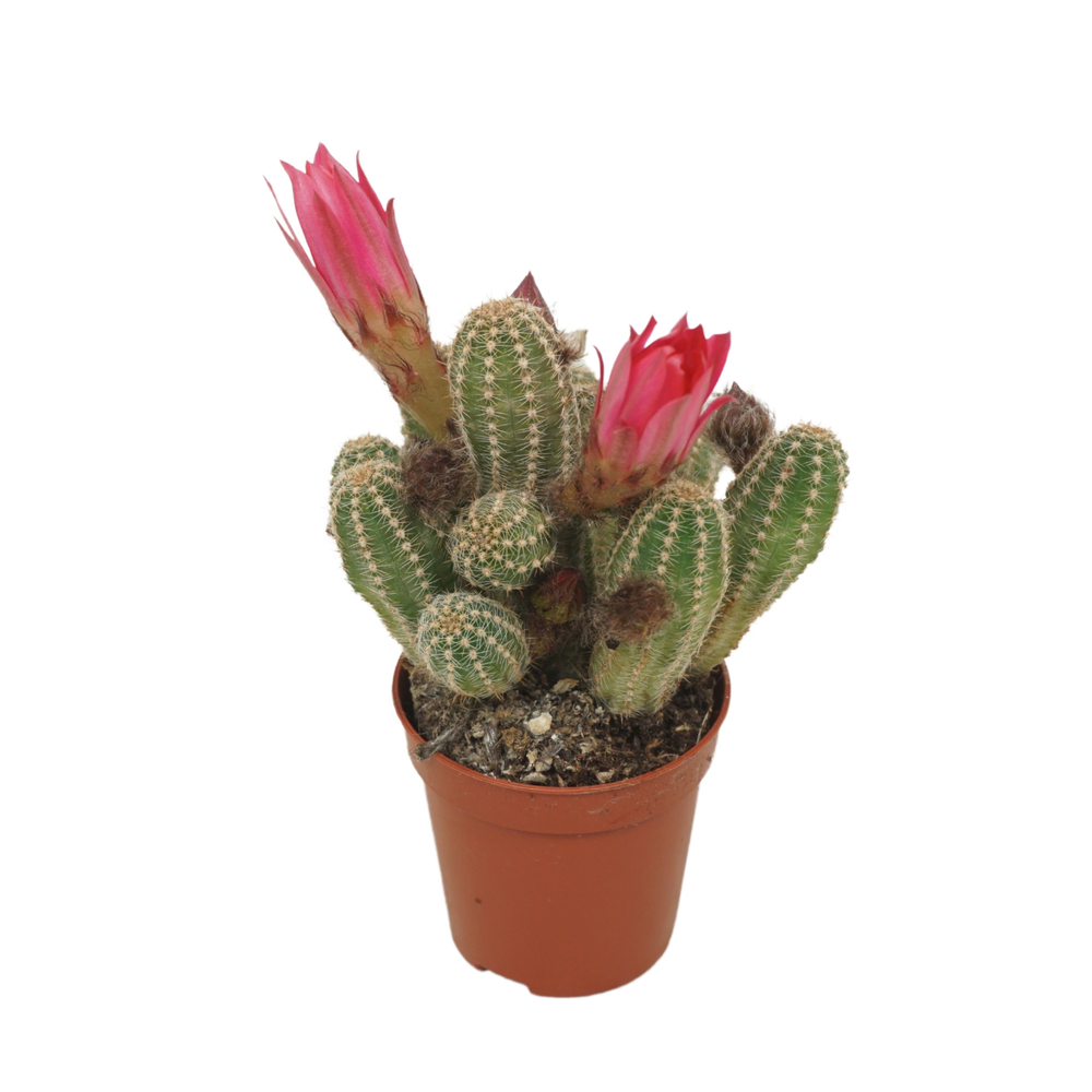 Chameocereus ubink 'Cerise' 5,5 cm bloeiend.