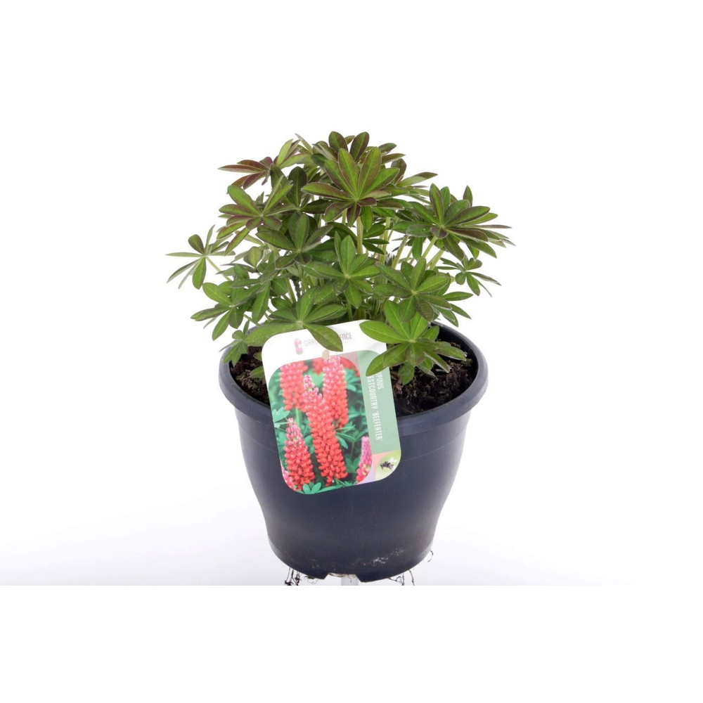 Lupinus West Country Beefeater.