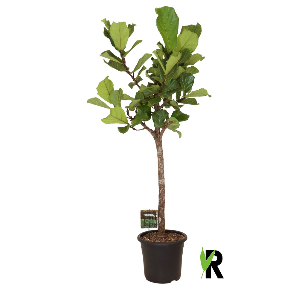 Ficus Lyrata op stam.