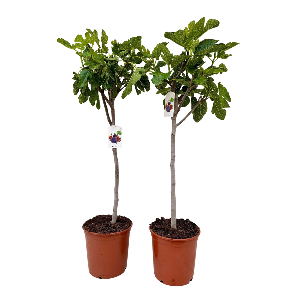 Ficus carica P26.