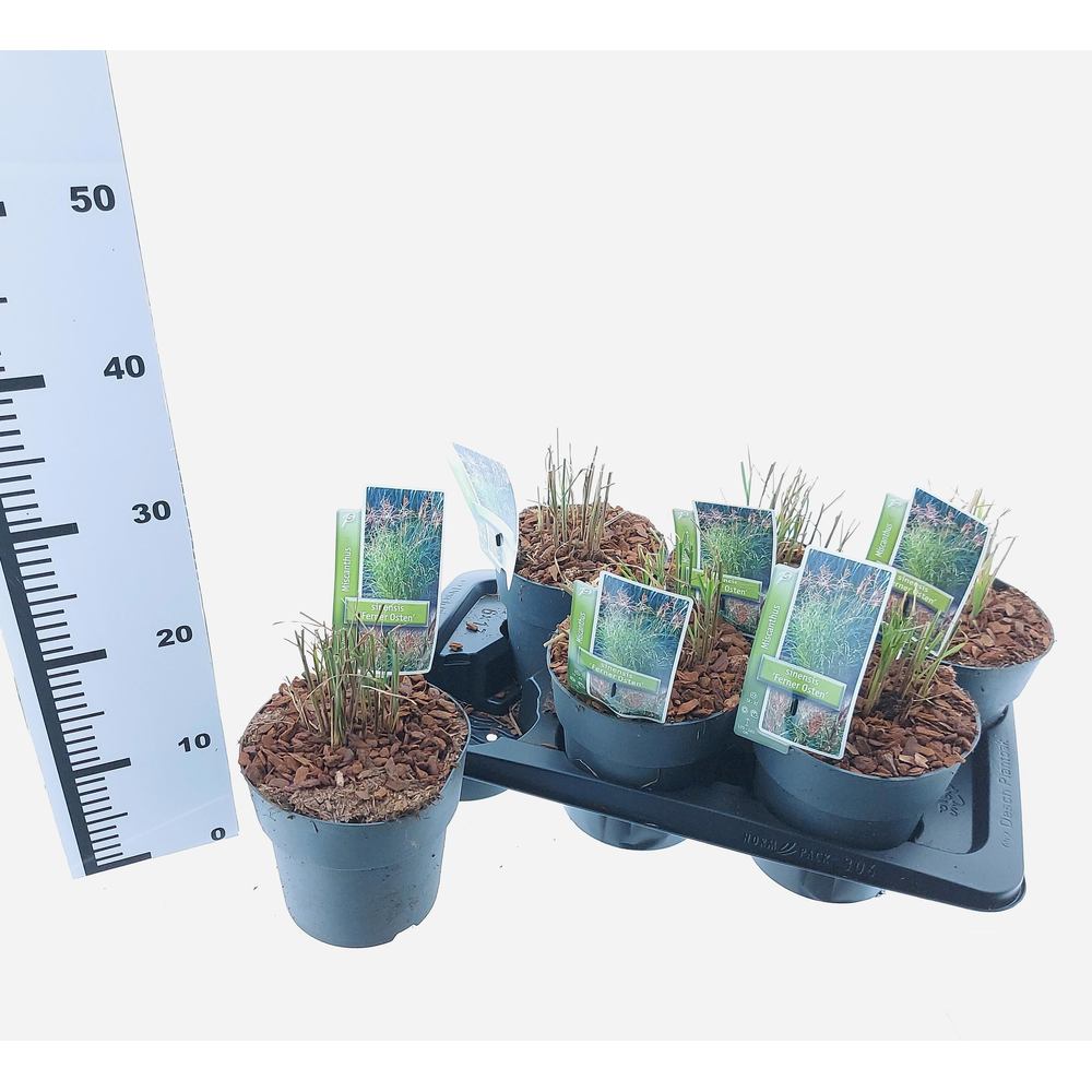 Miscanthus sin. 'Ferner Osten'.