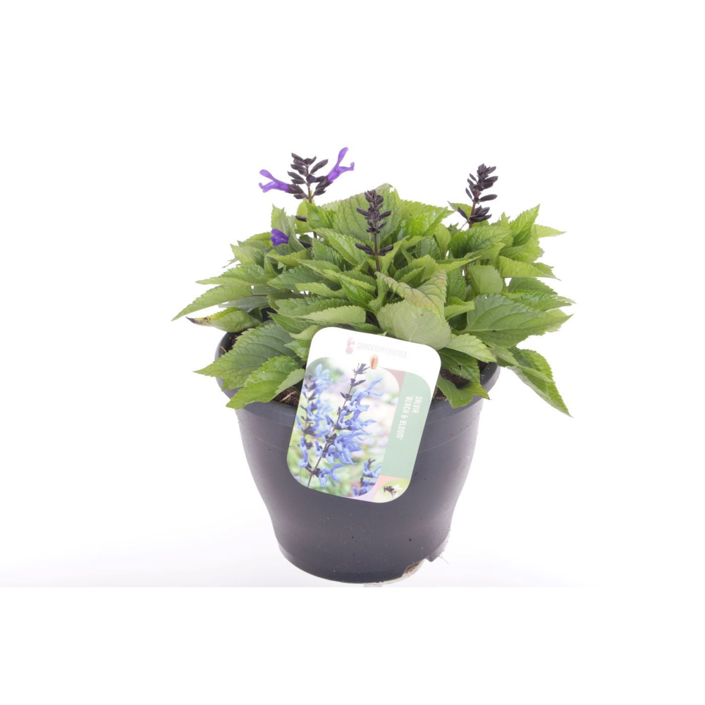Salvia hybr. Black & Bloom.