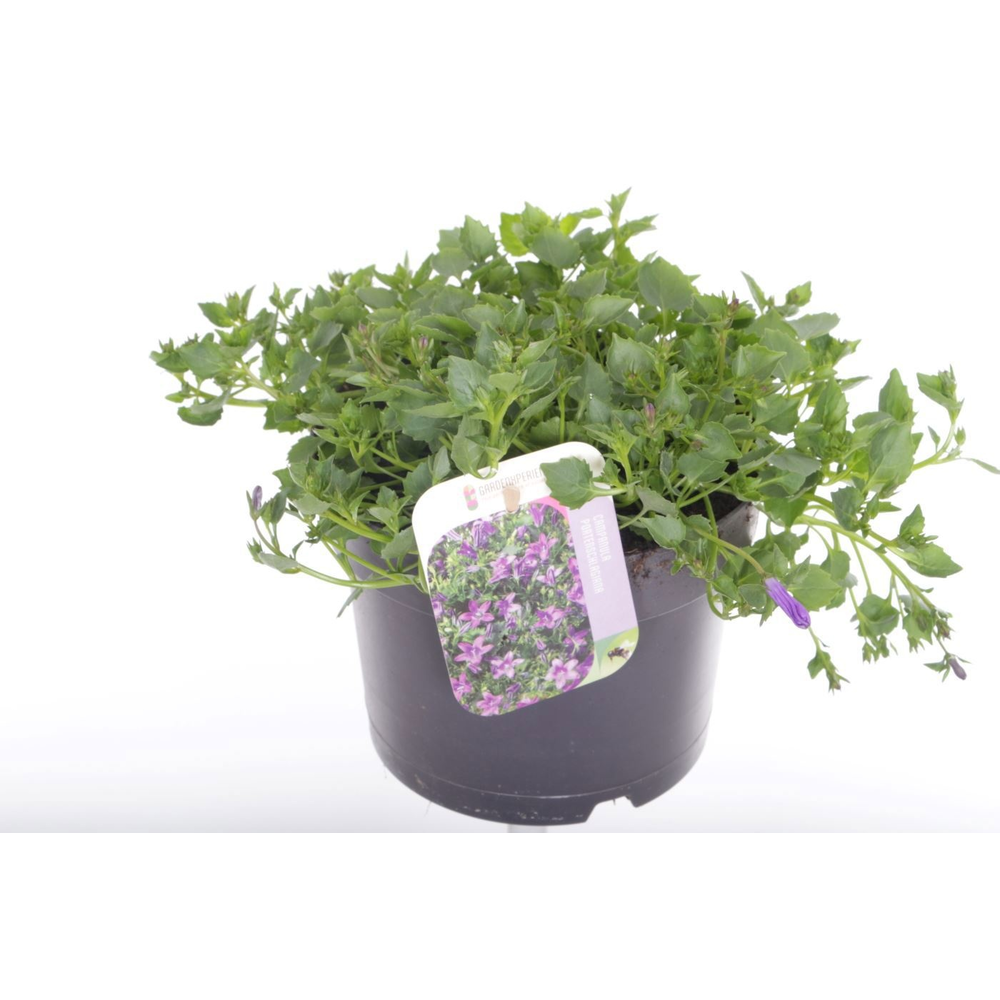 Campanula portenschlagiana.