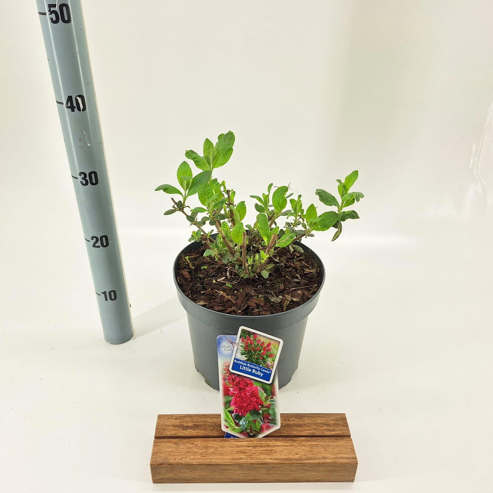 Buddleja d. Butt. Candy® Little Ruby ('BotEx 006'P.