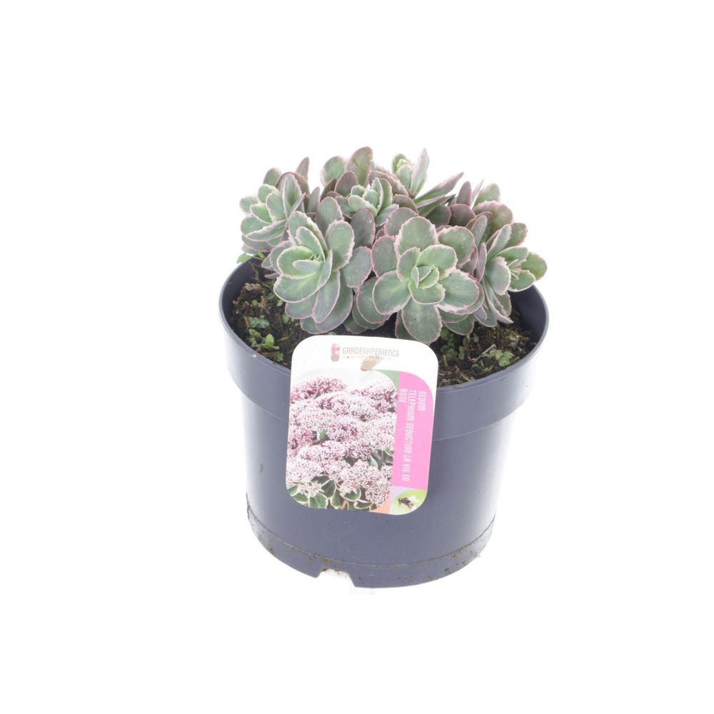Sedum telephium La Vie en Rose.