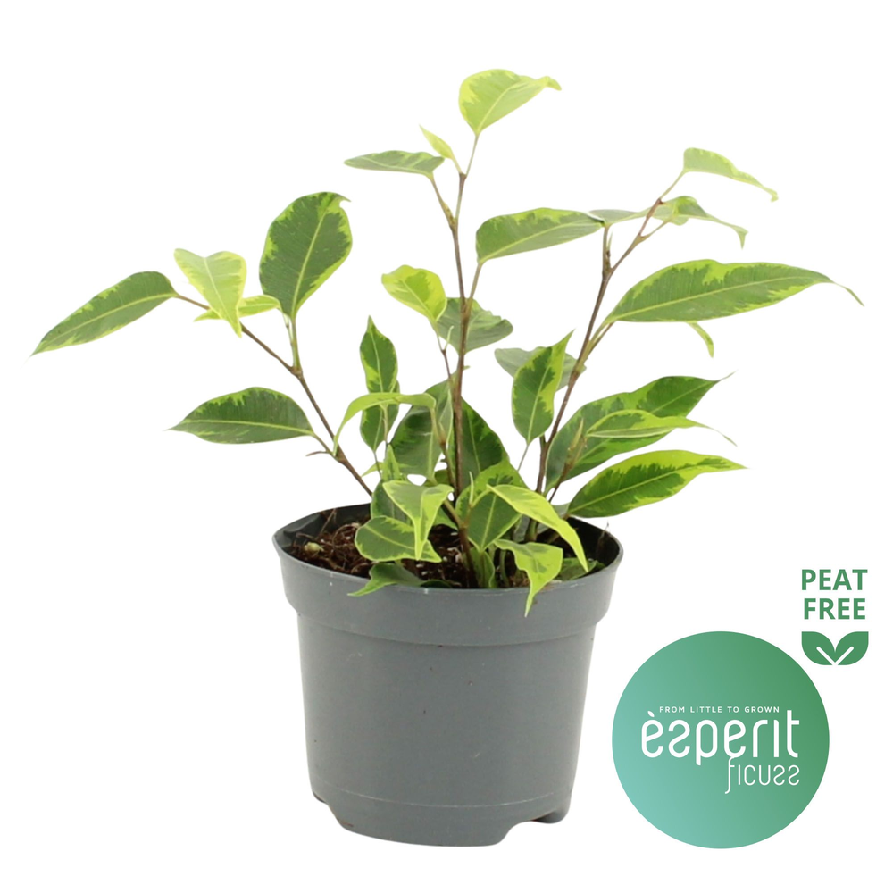 Ficus benjamina Regidan®.