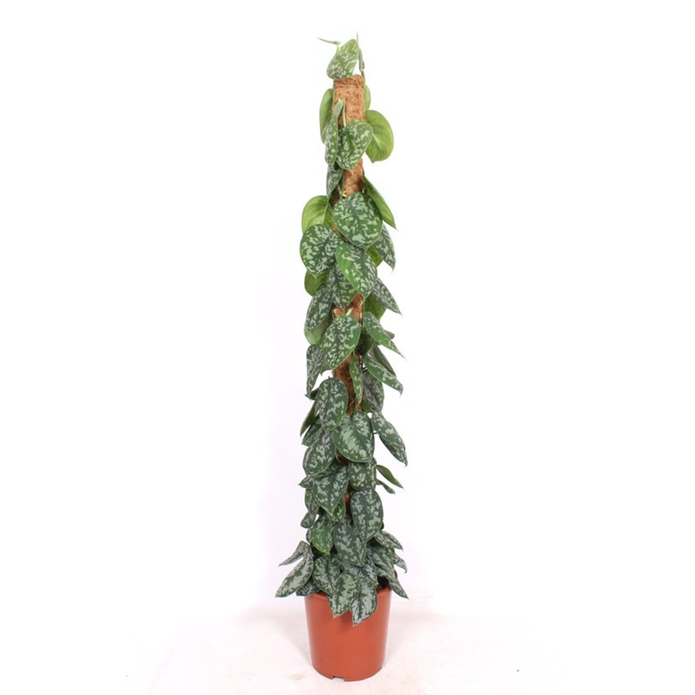 Scindapsus Trebie.
