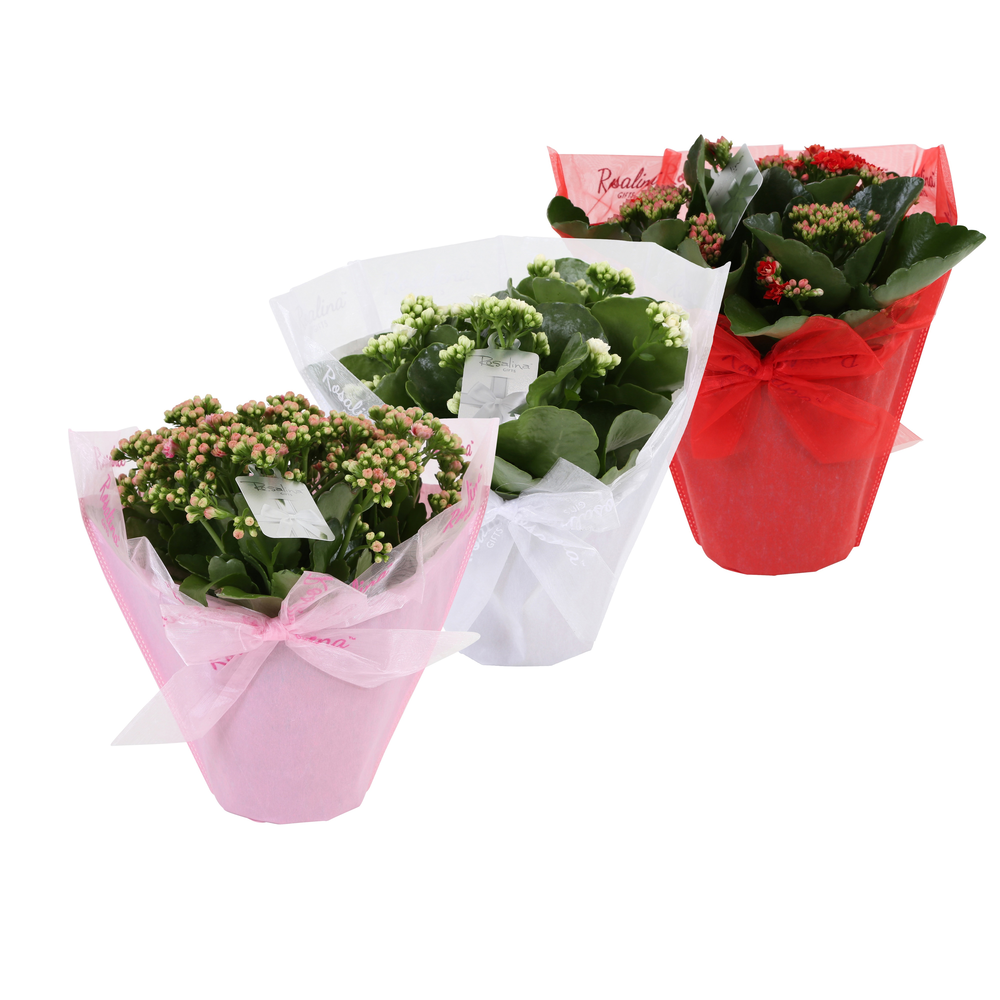 KP-730.3 - Kalanchoe Rosalina 15cm in Pastel Gifts.