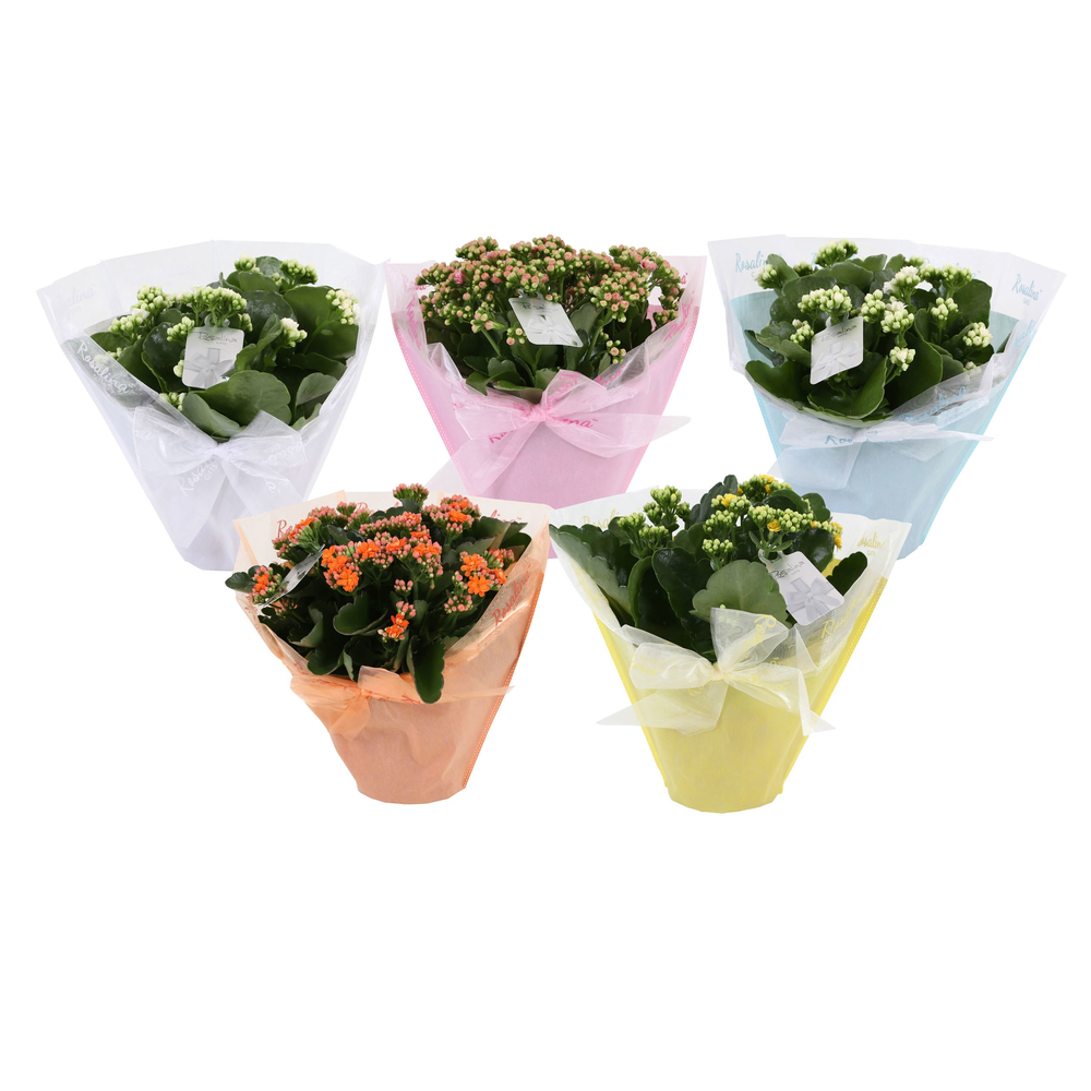 KP-730.1 -Kalanchoe Rosalina 15cm in Pastel Gifts.