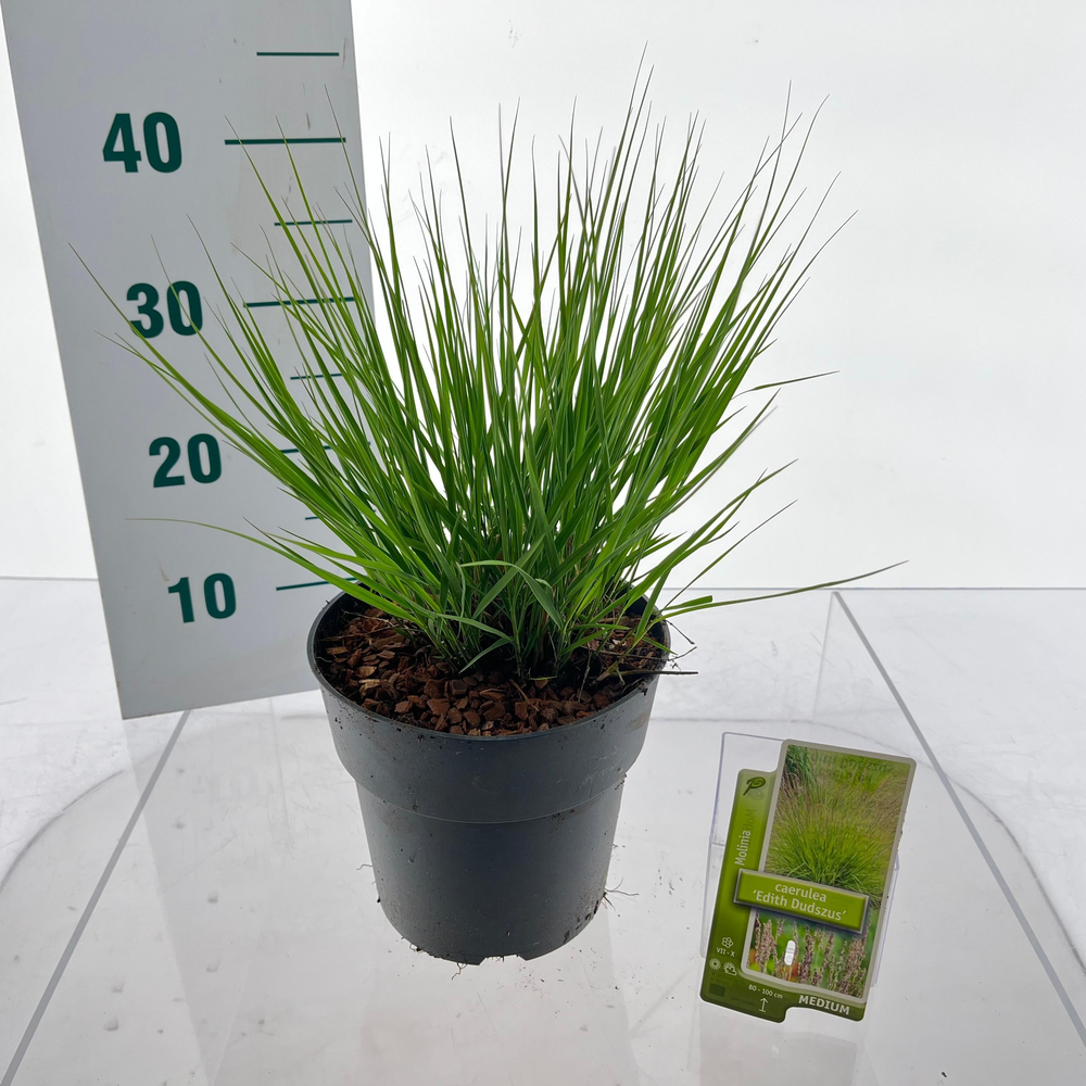 Molinia caerulea 'Edith Dudszus'.