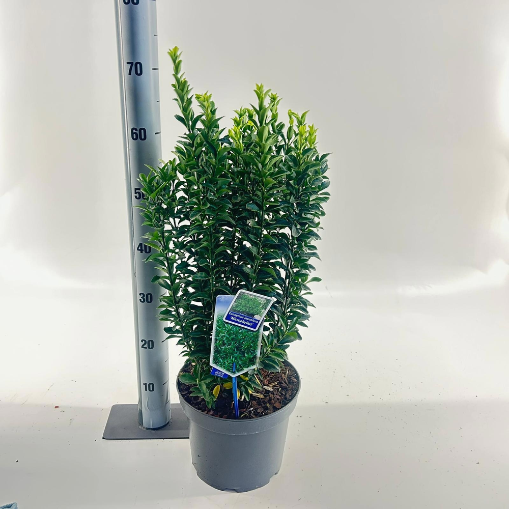 Euonymus jap. 'Microphyllus'.