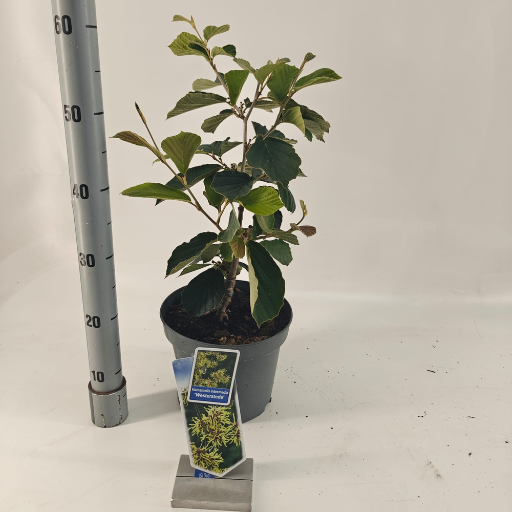 Hamamelis int. 'Westerstede'.