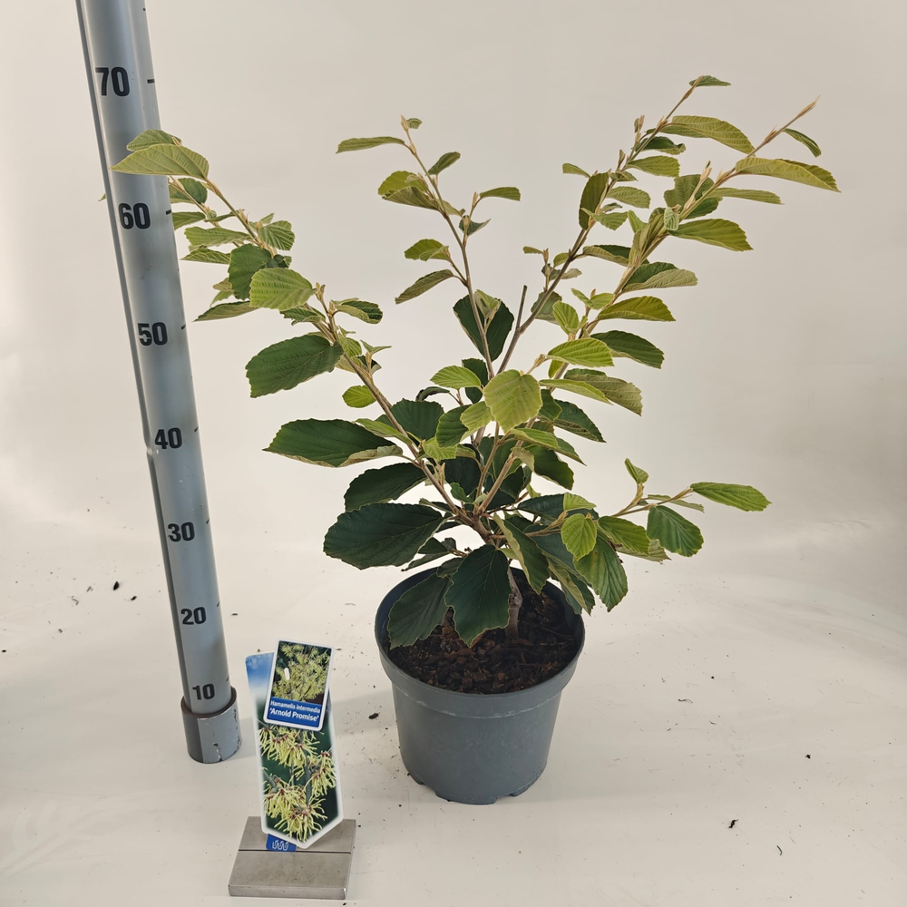 Hamamelis int. 'Arnold Promise'.