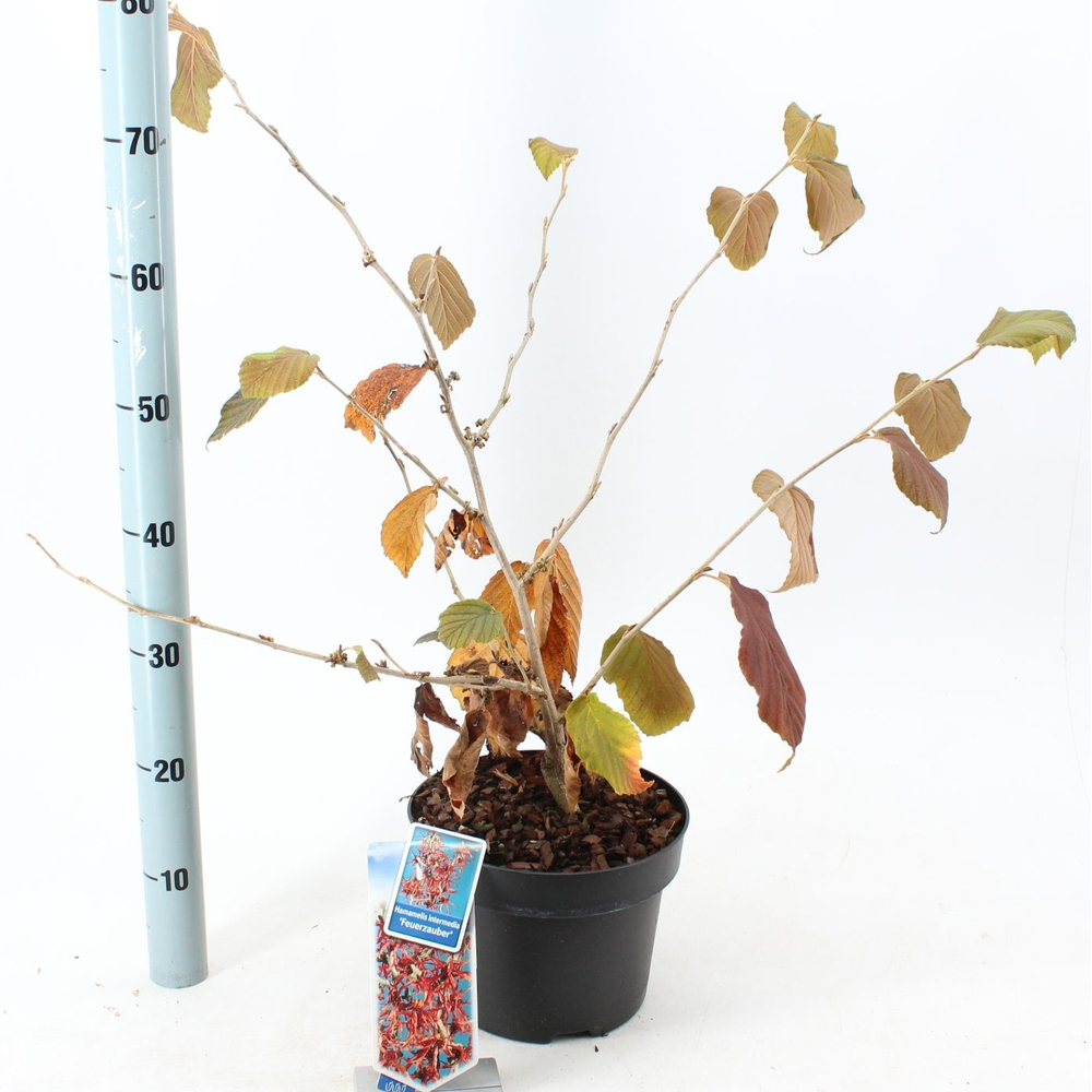 Hamamelis int. 'Feuerzauber'.
