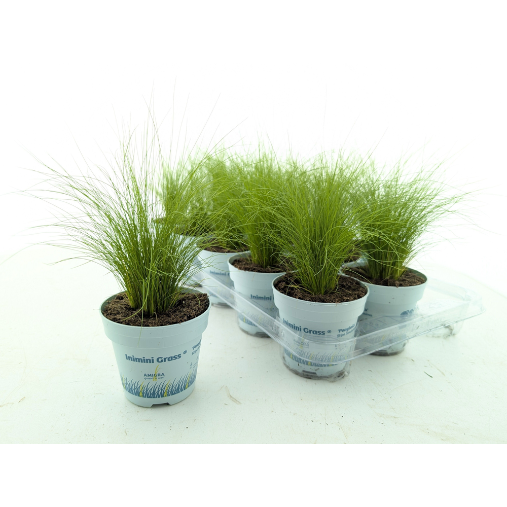 Stipa tenuifolia 'Ponytails'.
