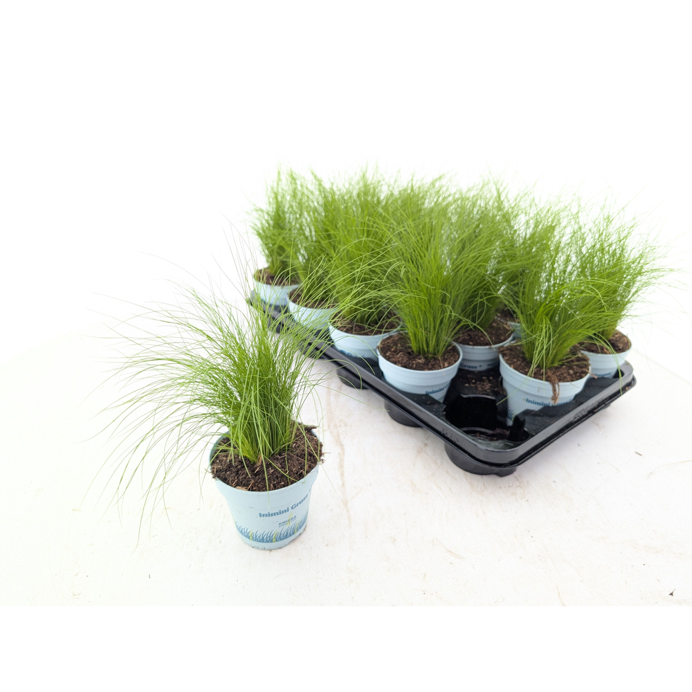 Stipa tenuifolia 'Ponytails'.